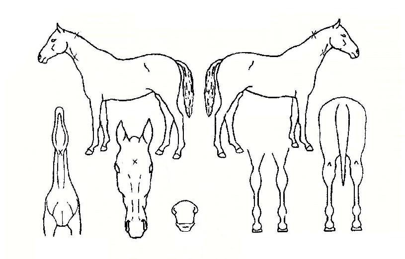 ���䰭���ڸ��� ����,���,�޸�,�λ�,�ٸ��� Ư¡����