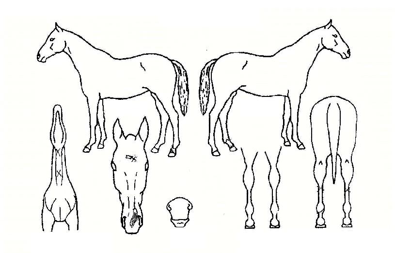 Á¤»óÀÇ Ãø¸é,¿ì¸é,µÞ¸é,µÎ»ó,´Ù¸®ÀÇ Æ¯Â¡µµÇØ