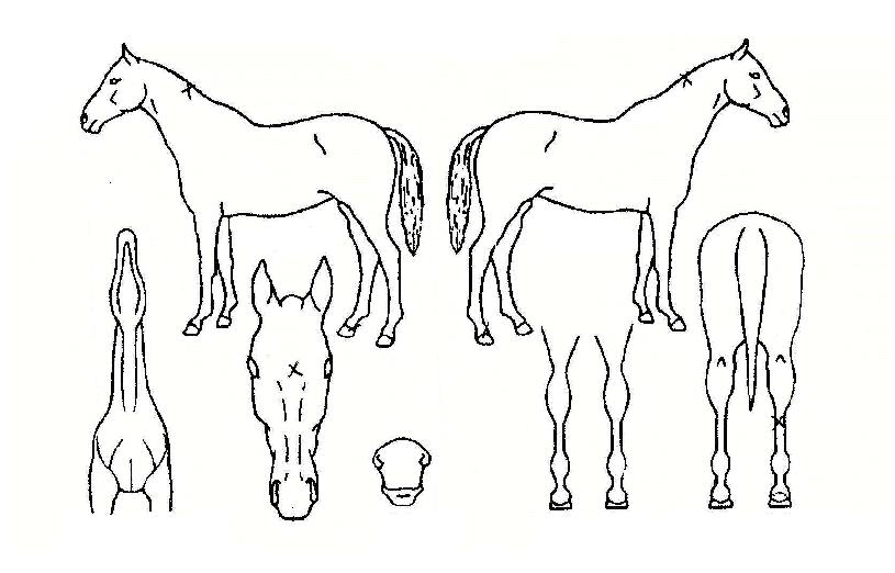 ºÎ°æµå¸²ÀÇ Ãø¸é,¿ì¸é,µÞ¸é,µÎ»ó,´Ù¸®ÀÇ Æ¯Â¡µµÇØ