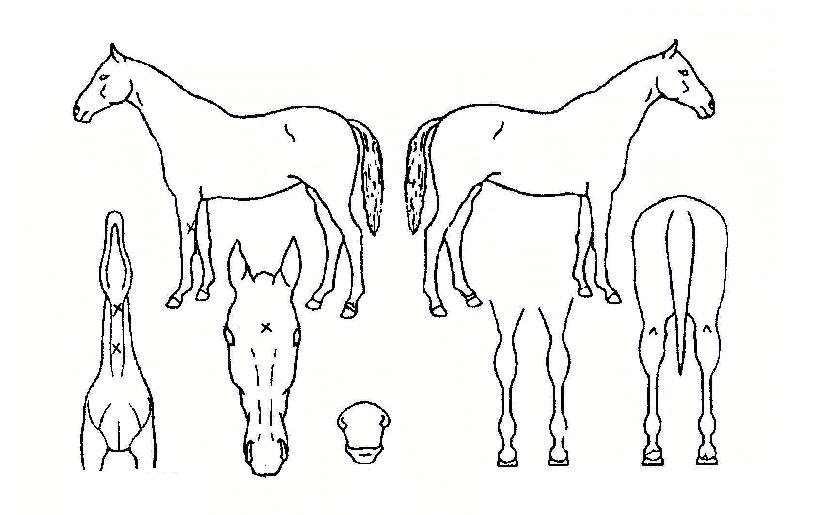 ÁØÀϺ¸ÀÚ¸¶ÀÇ Ãø¸é,¿ì¸é,µÞ¸é,µÎ»ó,´Ù¸®ÀÇ Æ¯Â¡µµÇØ