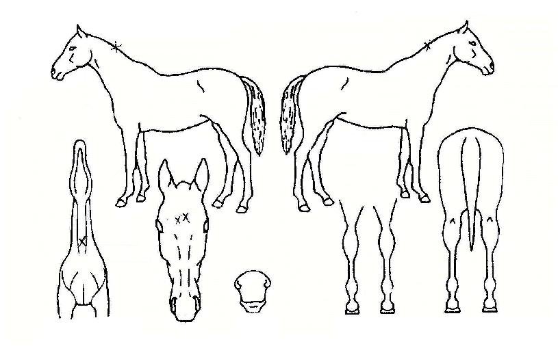 ³ë´øÆÄÀÌÅÍÀÇ Ãø¸é,¿ì¸é,µÞ¸é,µÎ»ó,´Ù¸®ÀÇ Æ¯Â¡µµÇØ