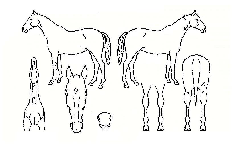 ��ī�̹��� ����,���,�޸�,�λ�,�ٸ��� Ư¡����