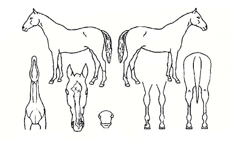 ¿ÍÇÏÇÏÀÇ Ãø¸é,¿ì¸é,µÞ¸é,µÎ»ó,´Ù¸®ÀÇ Æ¯Â¡µµÇØ