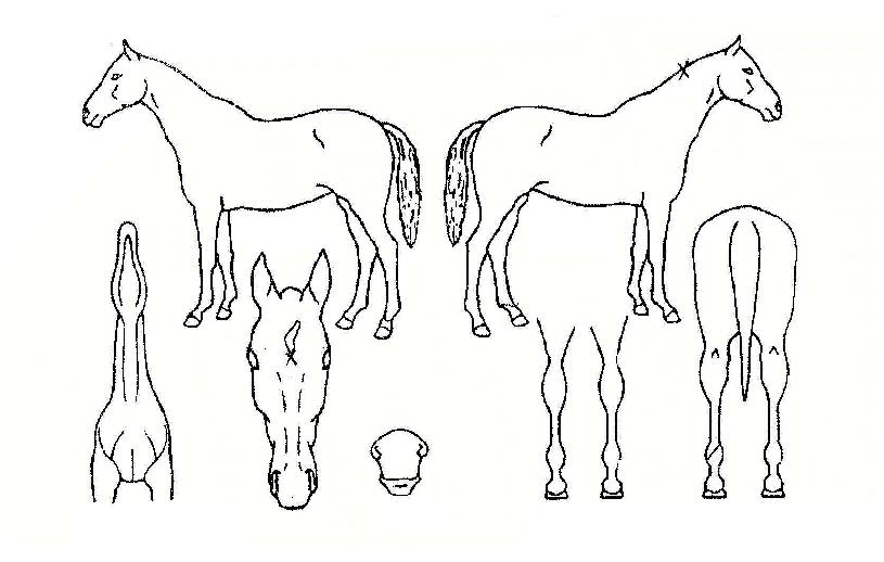 ������ ����,���,�޸�,�λ�,�ٸ��� Ư¡����