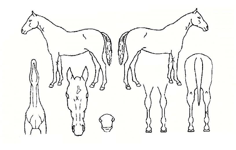 �������� ����,���,�޸�,�λ�,�ٸ��� Ư¡����