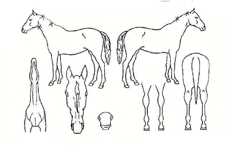 ������ ����,���,�޸�,�λ�,�ٸ��� Ư¡����