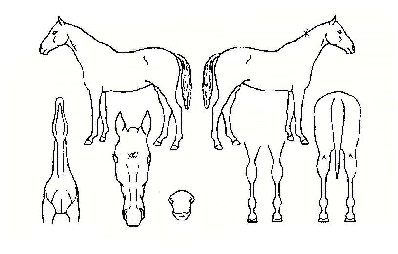 ¸¸Á¡ºñÀ²ÀÇ Ãø¸é,¿ì¸é,µÞ¸é,µÎ»ó,´Ù¸®ÀÇ Æ¯Â¡µµÇØ