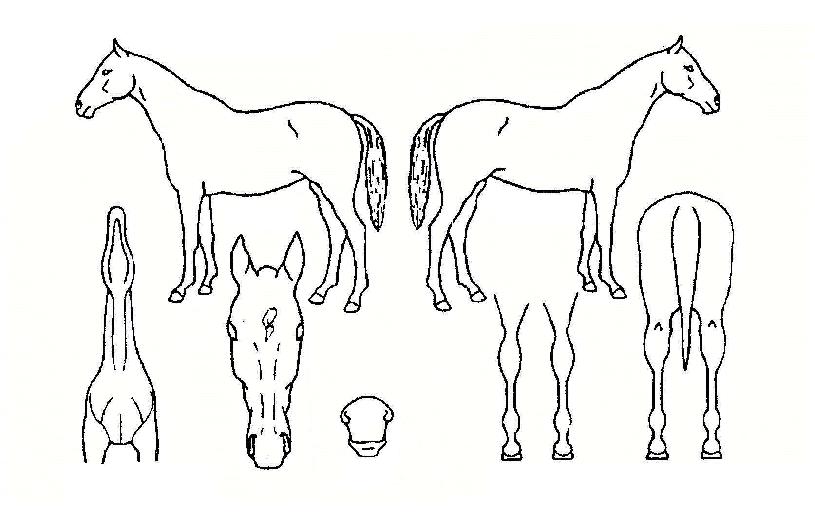 ½Â¸®È²Á¦ÀÇ Ãø¸é,¿ì¸é,µÞ¸é,µÎ»ó,´Ù¸®ÀÇ Æ¯Â¡µµÇØ