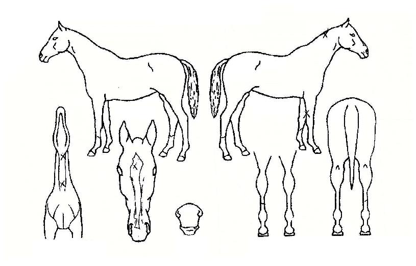 ������ ����,���,�޸�,�λ�,�ٸ��� Ư¡����