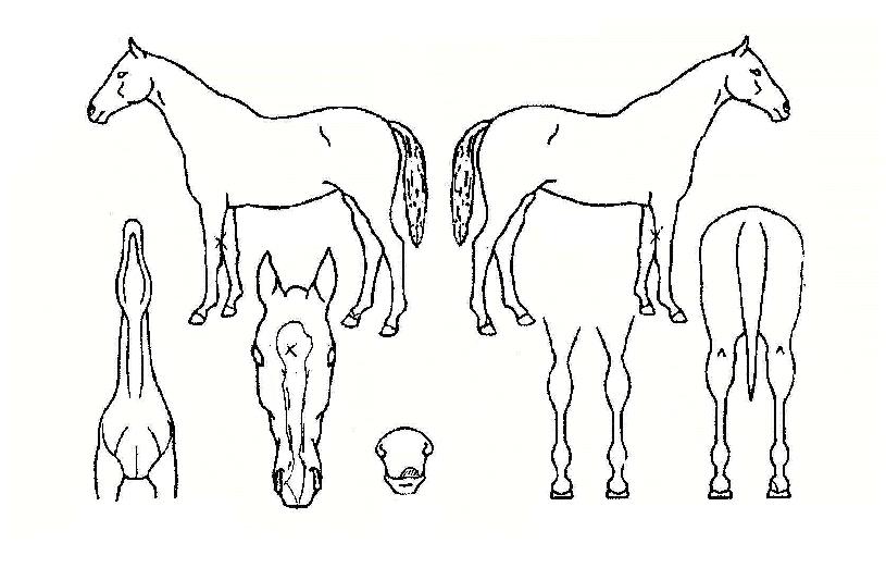 ĥõ���� ����,���,�޸�,�λ�,�ٸ��� Ư¡����