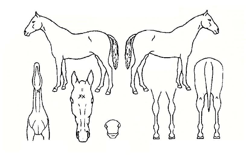 �ѳ��뺸�� ����,���,�޸�,�λ�,�ٸ��� Ư¡����