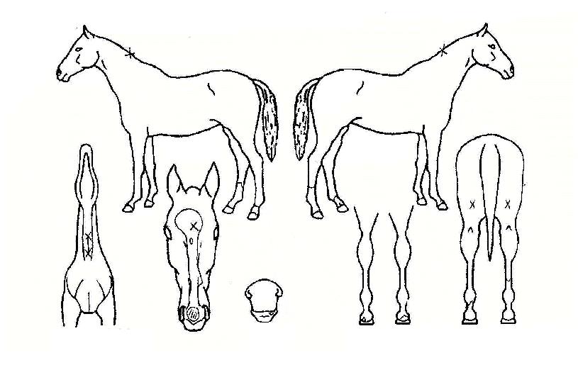 ��罺������ ����,���,�޸�,�λ�,�ٸ��� Ư¡����