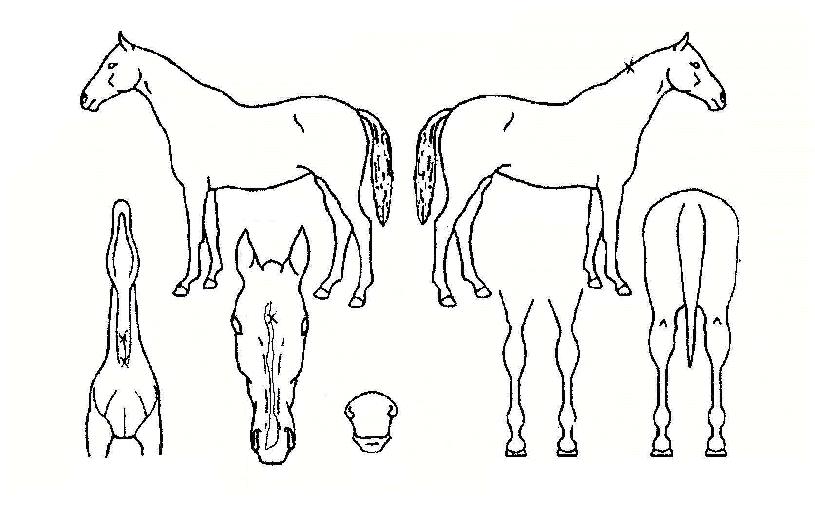 ·±¾ØºòÅ丮ÀÇ Ãø¸é,¿ì¸é,µÞ¸é,µÎ»ó,´Ù¸®ÀÇ Æ¯Â¡µµÇØ