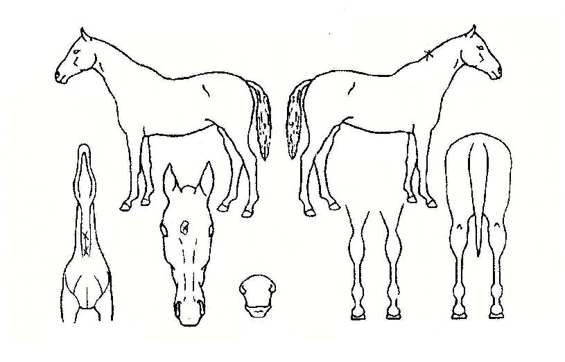 ��Ʈ�������� ����,���,�޸�,�λ�,�ٸ��� Ư¡����