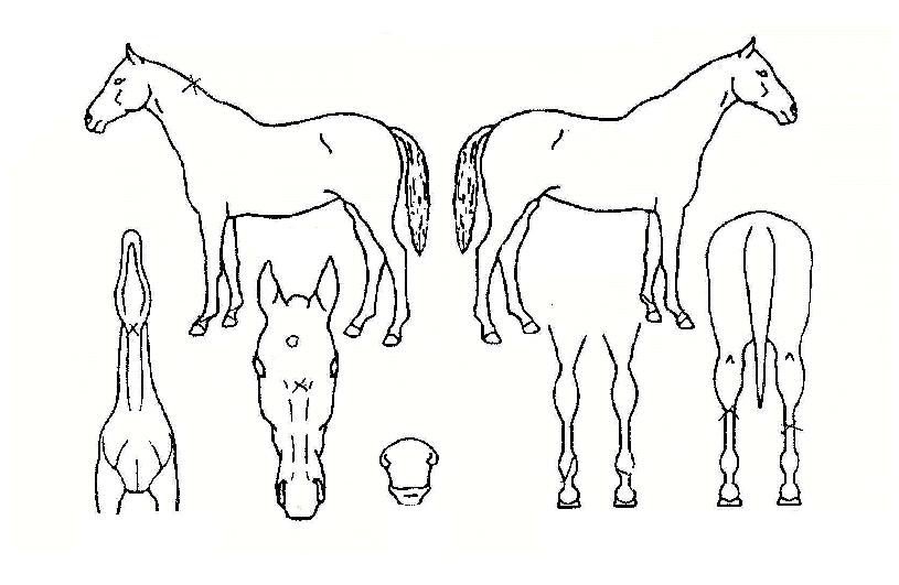 ºÀ¾Ï»çÀÇ Ãø¸é,¿ì¸é,µÞ¸é,µÎ»ó,´Ù¸®ÀÇ Æ¯Â¡µµÇØ