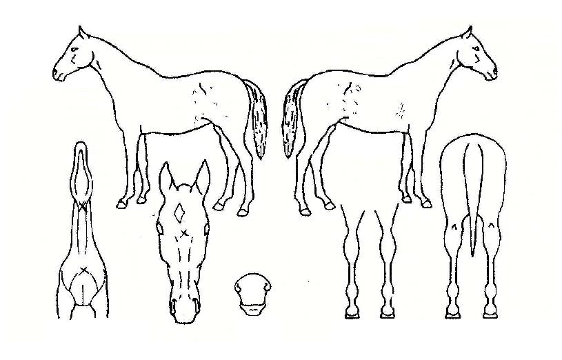 ������Ƽ�� ����,���,�޸�,�λ�,�ٸ��� Ư¡����