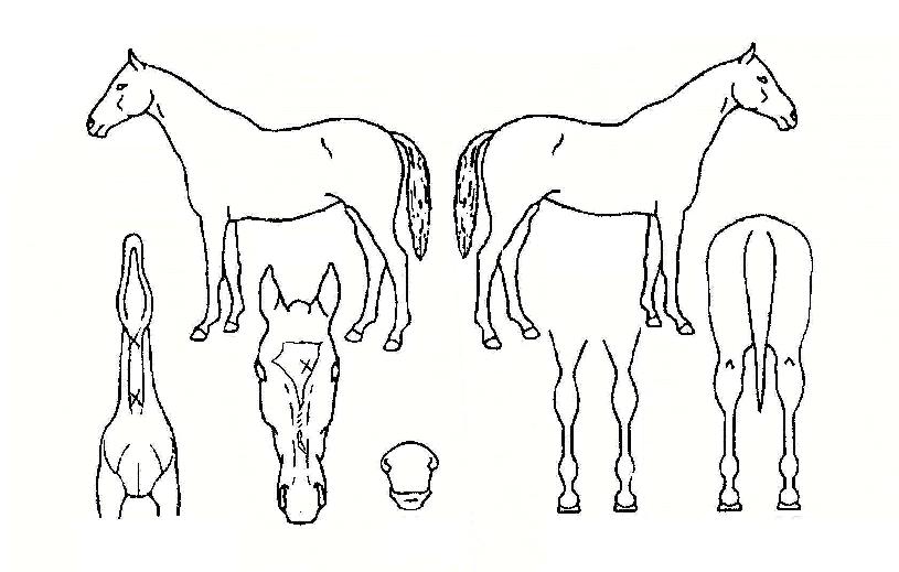 ·Î¿Å·ÀÇ Ãø¸é,¿ì¸é,µÞ¸é,µÎ»ó,´Ù¸®ÀÇ Æ¯Â¡µµÇØ