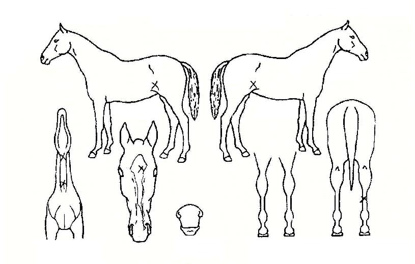 ����õ���� ����,���,�޸�,�λ�,�ٸ��� Ư¡����