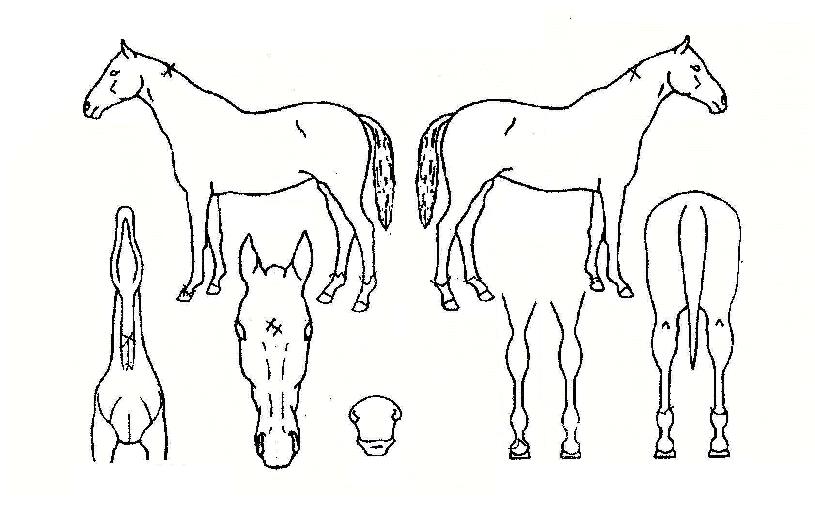 ±Þ±â¾ßÀÇ Ãø¸é,¿ì¸é,µÞ¸é,µÎ»ó,´Ù¸®ÀÇ Æ¯Â¡µµÇØ