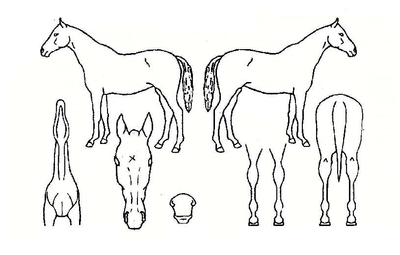 �Ƴʷ�����������ڸ��� ����,���,�޸�,�λ�,�ٸ��� Ư¡����