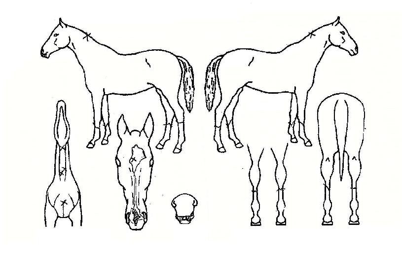 Ʈ������ũ�� ����,���,�޸�,�λ�,�ٸ��� Ư¡����