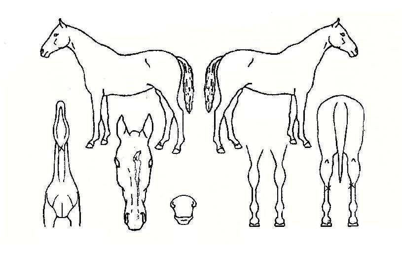 ���������� ����,���,�޸�,�λ�,�ٸ��� Ư¡����