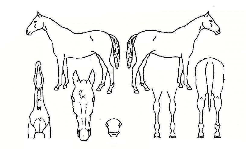 Âù¶õÇѺҲÉÀÇ Ãø¸é,¿ì¸é,µÞ¸é,µÎ»ó,´Ù¸®ÀÇ Æ¯Â¡µµÇØ