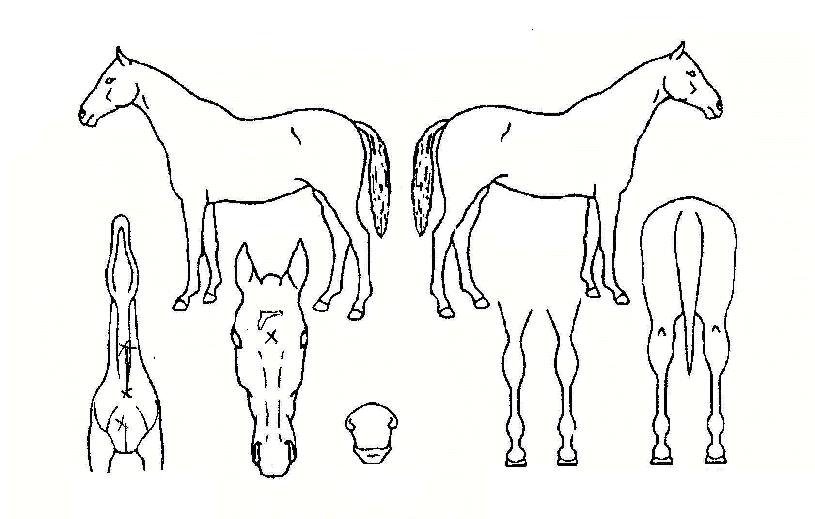 ȣŰÆ÷ŰÀÇ Ãø¸é,¿ì¸é,µÞ¸é,µÎ»ó,´Ù¸®ÀÇ Æ¯Â¡µµÇØ