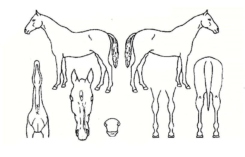 �ְ��ǰ������� ����,���,�޸�,�λ�,�ٸ��� Ư¡����