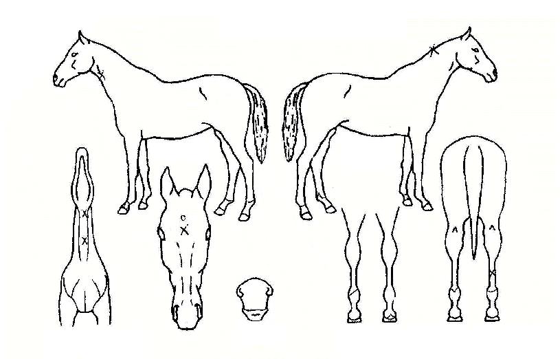 ³ª³ë¿¡À̽ºÀÇ Ãø¸é,¿ì¸é,µÞ¸é,µÎ»ó,´Ù¸®ÀÇ Æ¯Â¡µµÇØ