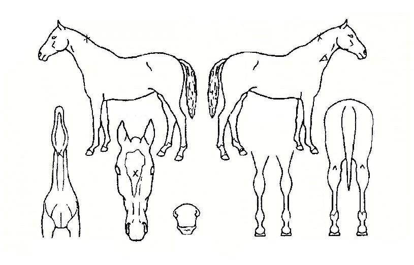 ���̳���è���� ����,���,�޸�,�λ�,�ٸ��� Ư¡����