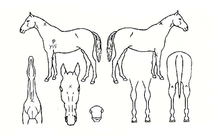 ¸ÅÁ÷º¸ÀÌÀÇ Ãø¸é,¿ì¸é,µÞ¸é,µÎ»ó,´Ù¸®ÀÇ Æ¯Â¡µµÇØ