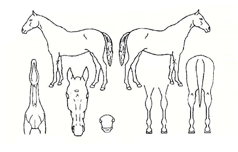 �̽ô��ְ��� ����,���,�޸�,�λ�,�ٸ��� Ư¡����