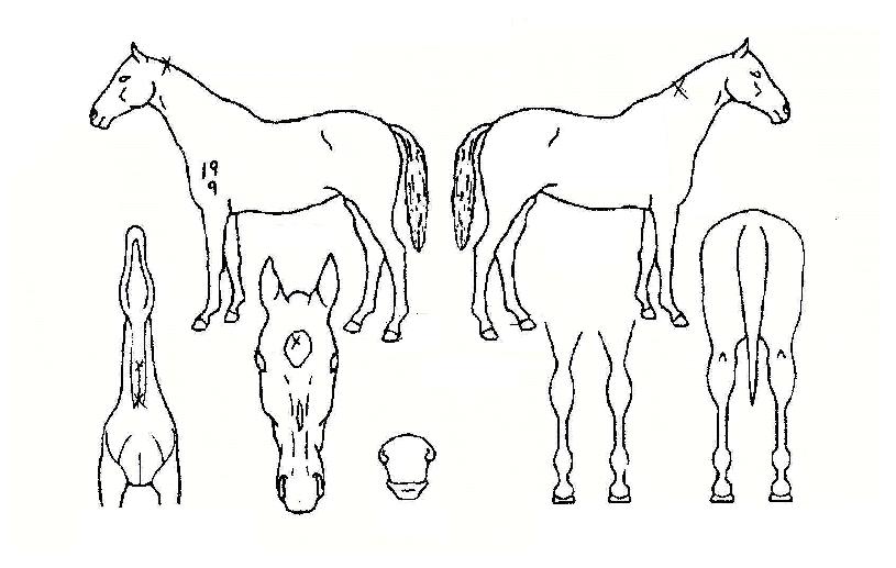 Àå¼öÃÖ°íÀÇ Ãø¸é,¿ì¸é,µÞ¸é,µÎ»ó,´Ù¸®ÀÇ Æ¯Â¡µµÇØ