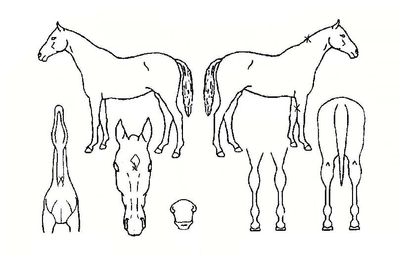 õÇÏºÒÆÐÀÇ Ãø¸é,¿ì¸é,µÞ¸é,µÎ»ó,´Ù¸®ÀÇ Æ¯Â¡µµÇØ