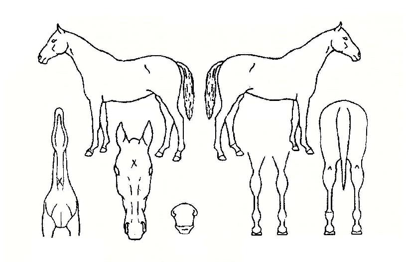 ����� ����,���,�޸�,�λ�,�ٸ��� Ư¡����