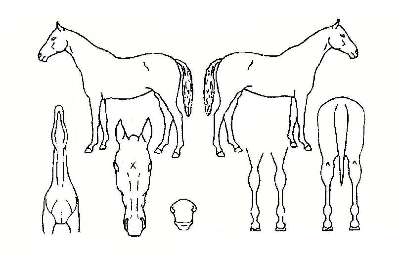 ÃÖ°í¸íÀåÀÇ Ãø¸é,¿ì¸é,µÞ¸é,µÎ»ó,´Ù¸®ÀÇ Æ¯Â¡µµÇØ