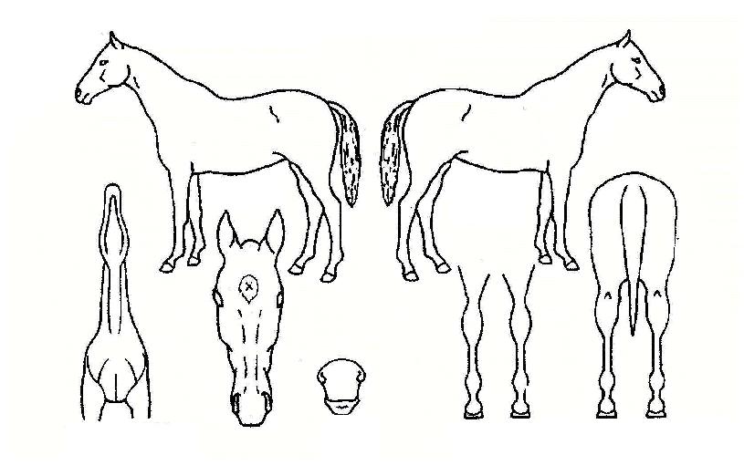 �ػ罺������ ����,���,�޸�,�λ�,�ٸ��� Ư¡����