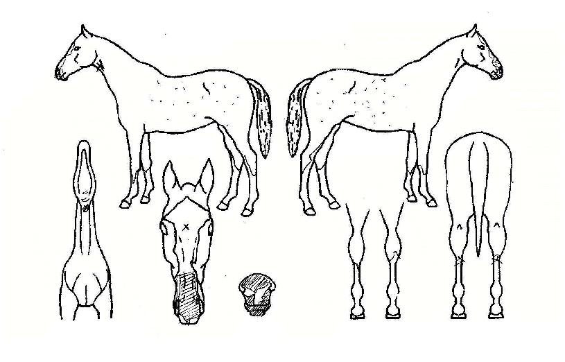 ÅØ»ç½ºÁöÁ¸ÀÇ Ãø¸é,¿ì¸é,µÞ¸é,µÎ»ó,´Ù¸®ÀÇ Æ¯Â¡µµÇØ