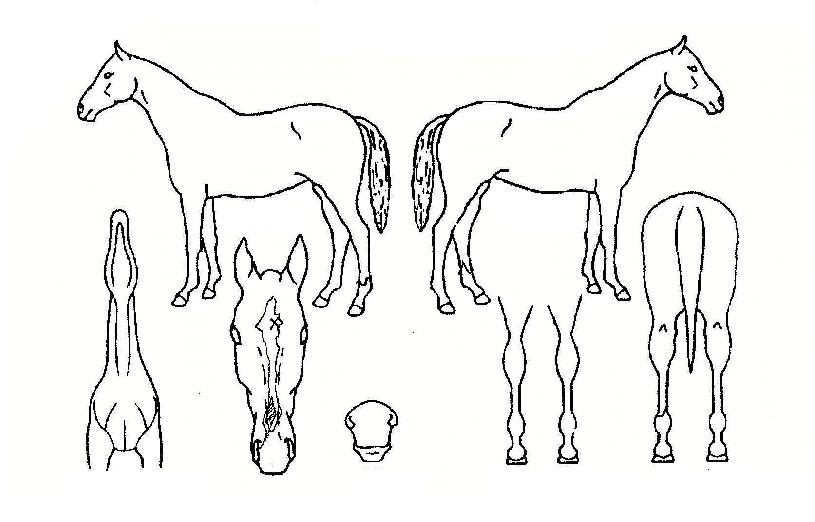 �踲��Ʈ�� ����,���,�޸�,�λ�,�ٸ��� Ư¡����