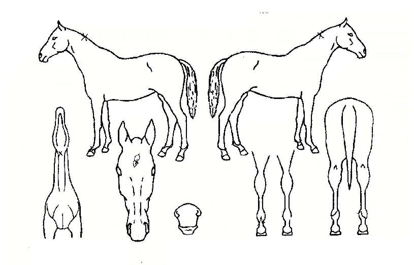 ������������ ����,���,�޸�,�λ�,�ٸ��� Ư¡����