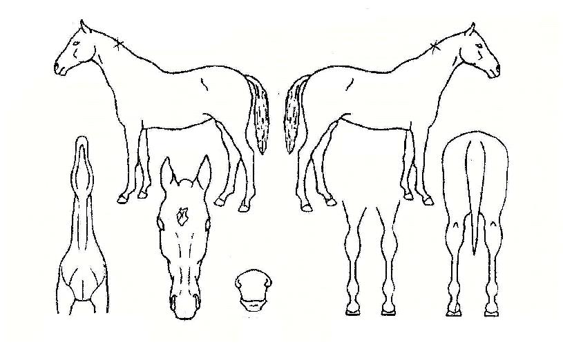 ±ÍƼ·¹À̵ðÀÇ Ãø¸é,¿ì¸é,µÞ¸é,µÎ»ó,´Ù¸®ÀÇ Æ¯Â¡µµÇØ