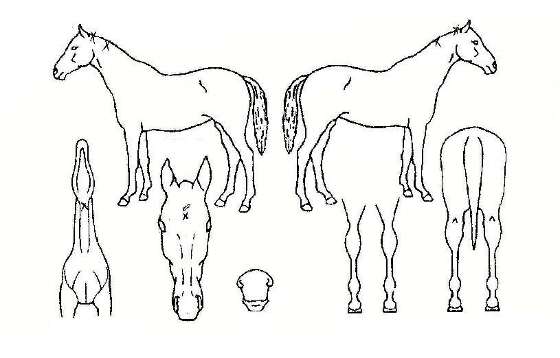 ���ε鸮�� ����,���,�޸�,�λ�,�ٸ��� Ư¡����