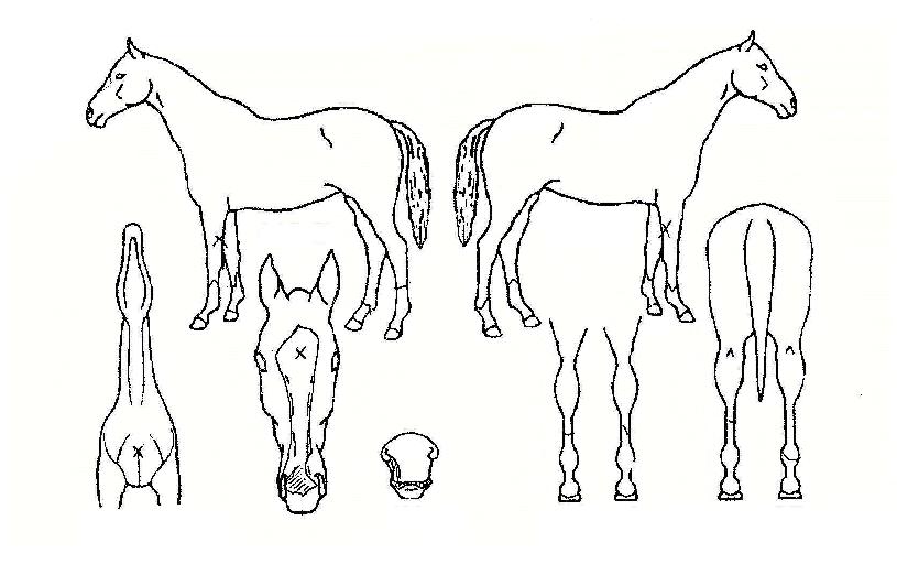 ���������� ����,���,�޸�,�λ�,�ٸ��� Ư¡����