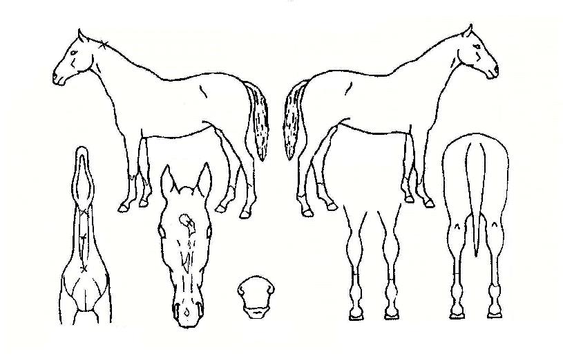 ĭ�������� ����,���,�޸�,�λ�,�ٸ��� Ư¡����