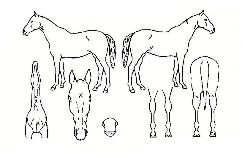 »þÀΰ¶·¯ÆÛÀÇ Ãø¸é,¿ì¸é,µÞ¸é,µÎ»ó,´Ù¸®ÀÇ Æ¯Â¡µµÇØ