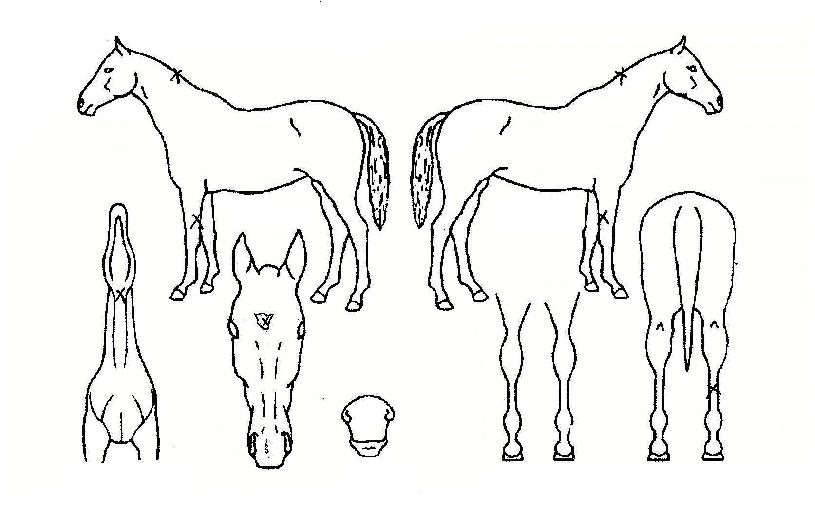 ±×·¹ÀÌÆ®¿£Á©ÀÇ Ãø¸é,¿ì¸é,µÞ¸é,µÎ»ó,´Ù¸®ÀÇ Æ¯Â¡µµÇØ