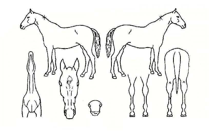 ·ç´ÏÇÁ¸°½ºÀÇ Ãø¸é,¿ì¸é,µÞ¸é,µÎ»ó,´Ù¸®ÀÇ Æ¯Â¡µµÇØ