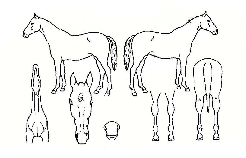 ºñÆúÄ«ÀÇ Ãø¸é,¿ì¸é,µÞ¸é,µÎ»ó,´Ù¸®ÀÇ Æ¯Â¡µµÇØ