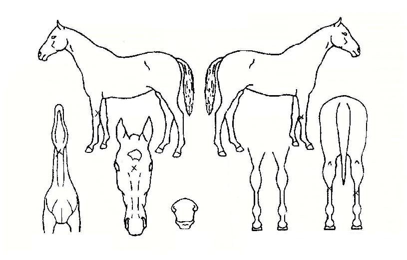 ���ŷ�� ����,���,�޸�,�λ�,�ٸ��� Ư¡����